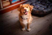 There is no single test that tells you a dog's temperament. Careful observation of the dog in a variety of settings is the best guide.