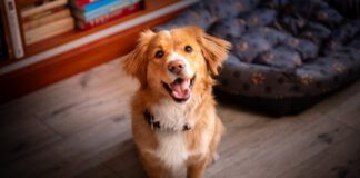 There is no single test that tells you a dog's temperament. Careful observation of the dog in a variety of settings is the best guide.