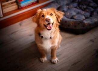There is no single test that tells you a dog's temperament. Careful observation of the dog in a variety of settings is the best guide.