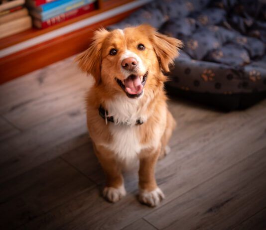 There is no single test that tells you a dog's temperament. Careful observation of the dog in a variety of settings is the best guide.