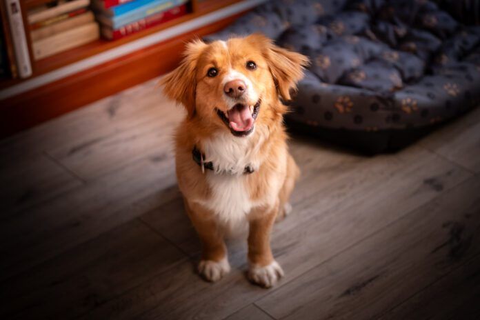 There is no single test that tells you a dog's temperament. Careful observation of the dog in a variety of settings is the best guide.