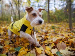 A jack russel terrier wearing a wet weather dog jacket while exploring the undergrowth of a forest.