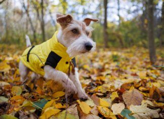A jack russel terrier wearing a wet weather dog jacket while exploring the undergrowth of a forest.
