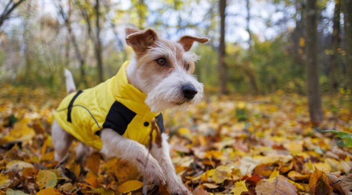 A jack russel terrier wearing a wet weather dog jacket while exploring the undergrowth of a forest.