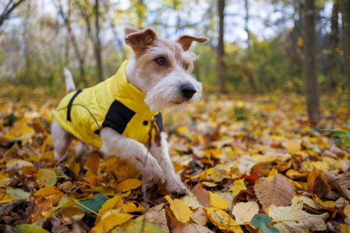 A jack russel terrier wearing a wet weather dog jacket while exploring the undergrowth of a forest.