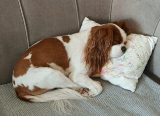 A couch cover can prevent dogs like this sleeping King Charles Cavalier Spaniel from damaging a couch.