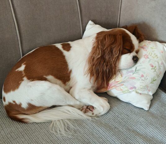 A couch cover can prevent dogs like this sleeping King Charles Cavalier Spaniel from damaging a couch.