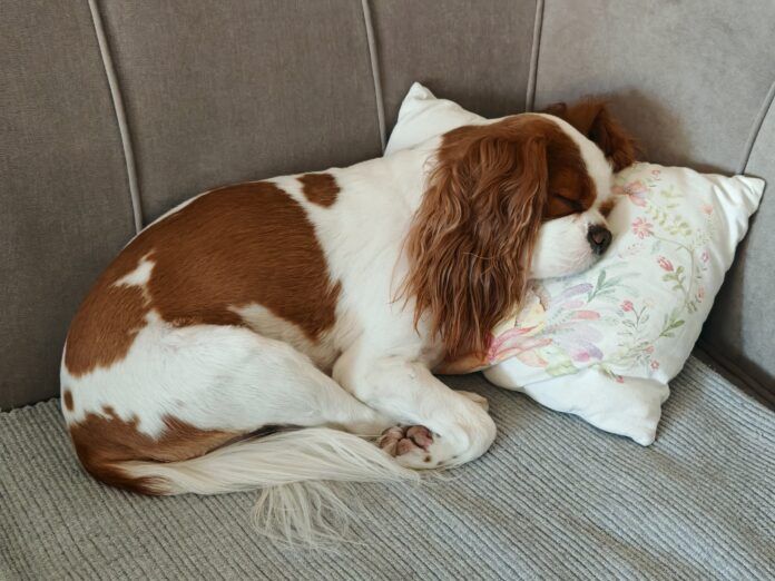 A couch cover can prevent dogs like this sleeping King Charles Cavalier Spaniel from damaging a couch.