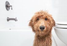 What can you use to wash your dog that isn't dog shampoo? Baby shampoo? Dish soap?