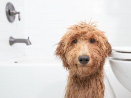 What can you use to wash your dog that isn't dog shampoo? Baby shampoo? Dish soap?
