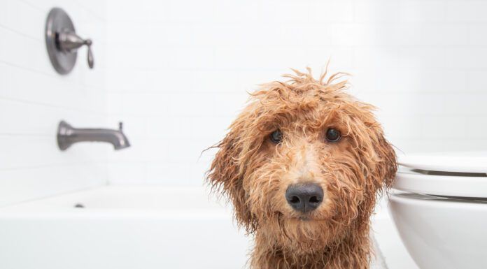 What can you use to wash your dog that isn't dog shampoo? Baby shampoo? Dish soap?