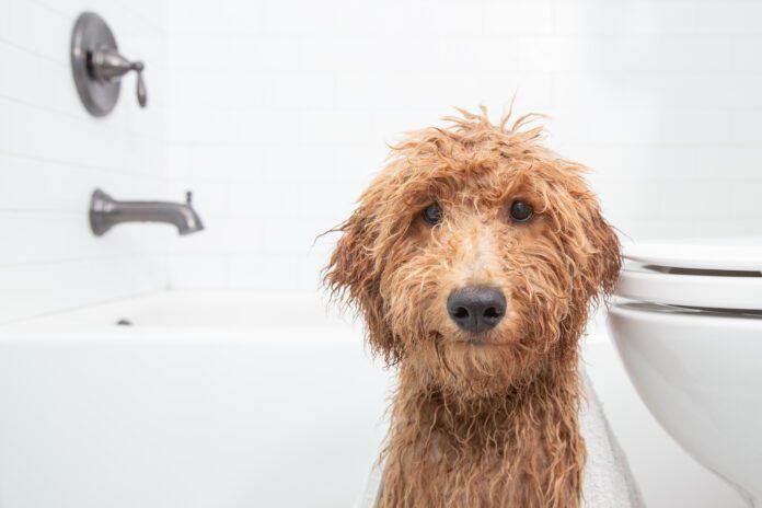 What can you use to wash your dog that isn't dog shampoo? Baby shampoo? Dish soap?