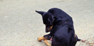 Paraphimosis in dogs is when the dog's penis extrudes out of its sheath for no obvious reason.