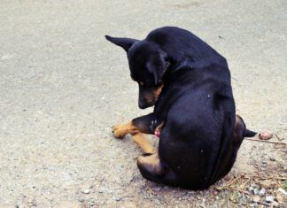 Paraphimosis in dogs is when the dog's penis extrudes out of its sheath for no obvious reason.