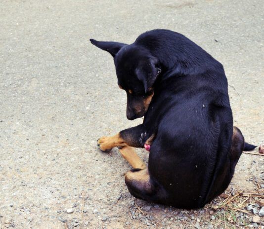 Paraphimosis in dogs is when the dog's penis extrudes out of its sheath for no obvious reason.
