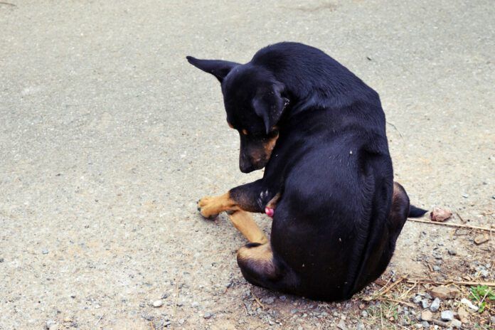 Paraphimosis in dogs is when the dog's penis extrudes out of its sheath for no obvious reason.
