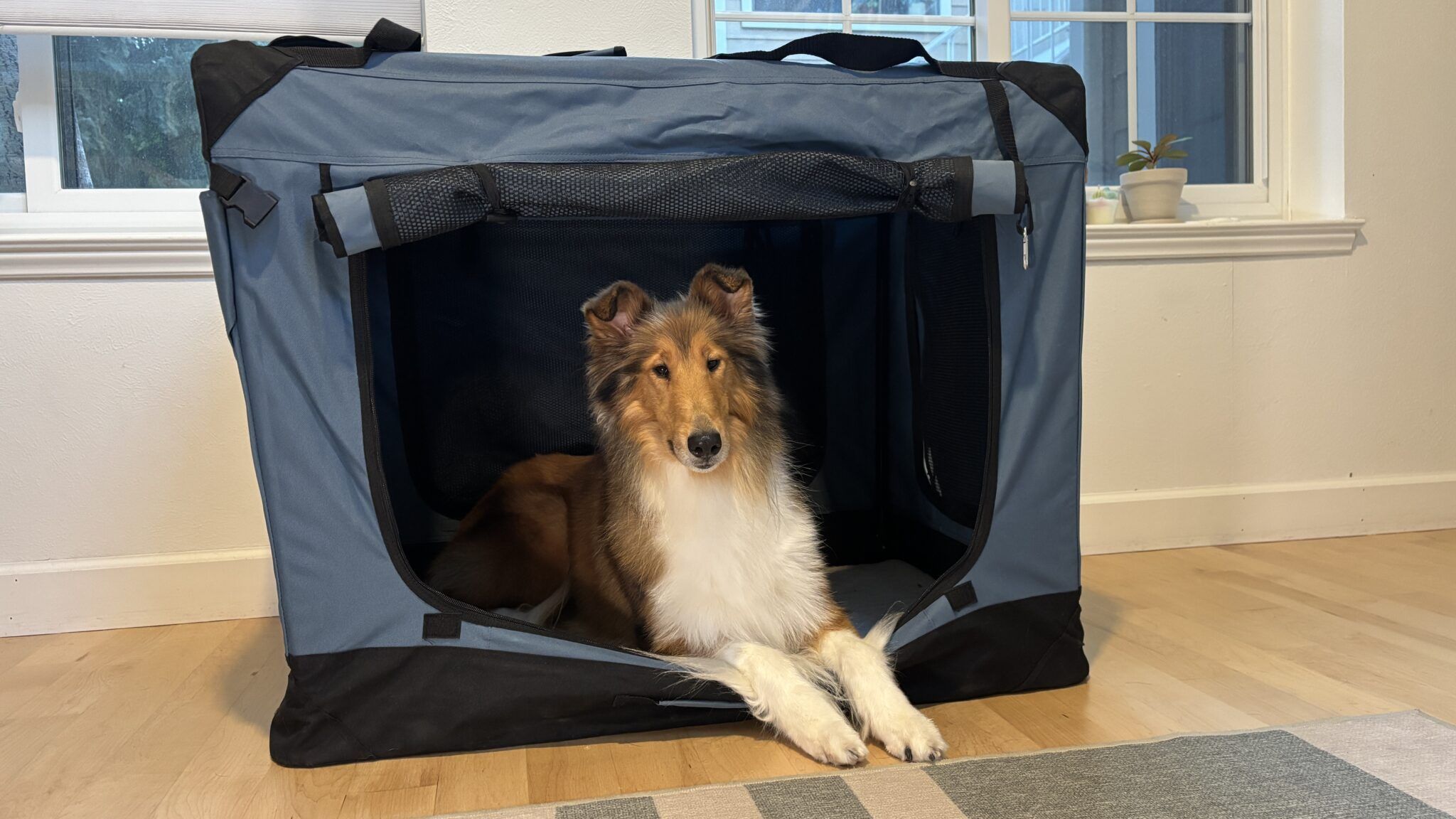 Photo inspiration: Fresh Look at The Best Collapsible Dog Crates