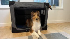 Collapsible dog crates have a range of build qualities and options.