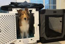 Collapsible dog crates are a friend to sporting dogs and their traveling owners.