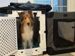 Collapsible dog crates are a friend to sporting dogs and their traveling owners.