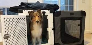 Collapsible dog crates are a friend to sporting dogs and their traveling owners.