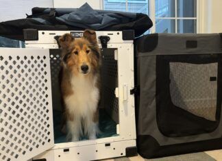 Collapsible dog crates are a friend to sporting dogs and their traveling owners.