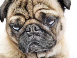A Pug dog showing the breed's characteristic facial profile.