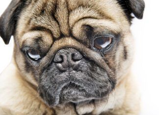 A Pug dog showing the breed's characteristic facial profile.