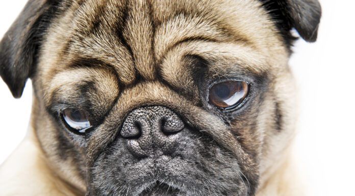 A Pug dog showing the breed's characteristic facial profile.