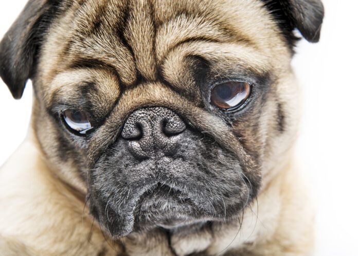 A Pug dog showing the breed's characteristic facial profile.