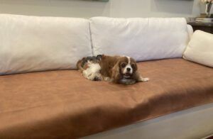 A King Charles Cavalier Spaniel resting in the middle of a covered couch.