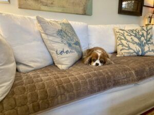 A King Charles Spaniel rests in the middle of a covered couch amidst a range of throw pillows.