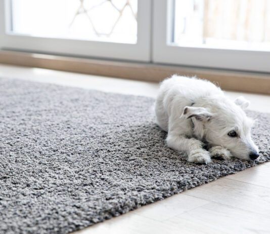 Anemia in dogs can cause fatigue and a lack of desire to play.