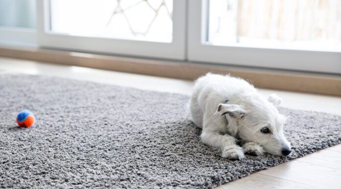 Anemia in dogs can cause fatigue and a lack of desire to play.