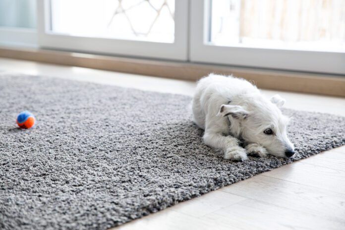 Anemia in dogs can cause fatigue and a lack of desire to play.