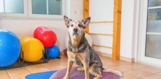 Exercise for dogs is just as important as it is for humans it can improve their balance and overall conditioning level.