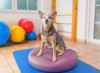 Exercise for dogs is just as important as it is for humans it can improve their balance and overall conditioning level.