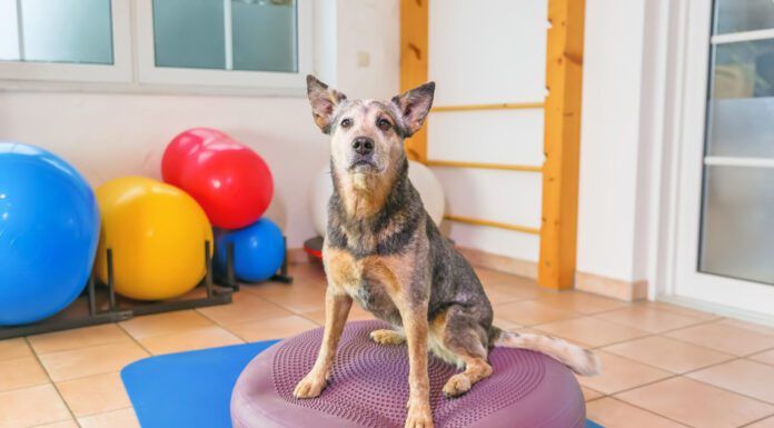 Exercise for dogs is just as important as it is for humans it can improve their balance and overall conditioning level.