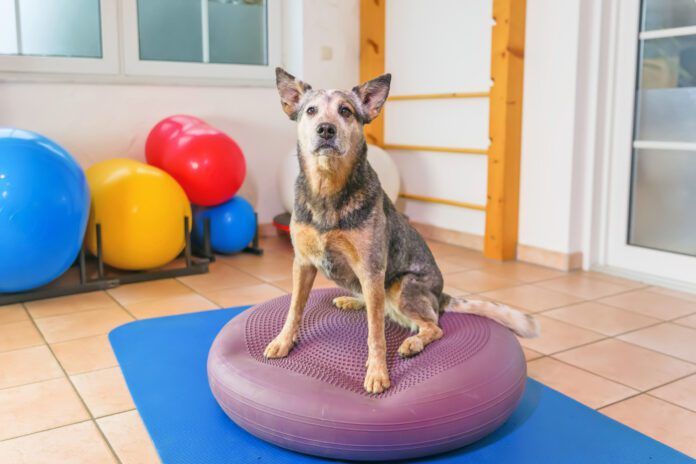 Exercise for dogs is just as important as it is for humans it can improve their balance and overall conditioning level.