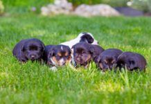 Coccidia in dogs is a parasites that is most frequently found in puppies like these surrounding their mother on a grassy lawn.