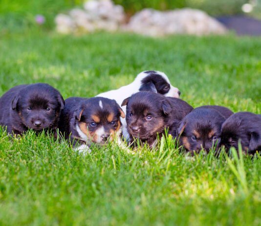 Coccidia in dogs is a parasites that is most frequently found in puppies like these surrounding their mother on a grassy lawn.