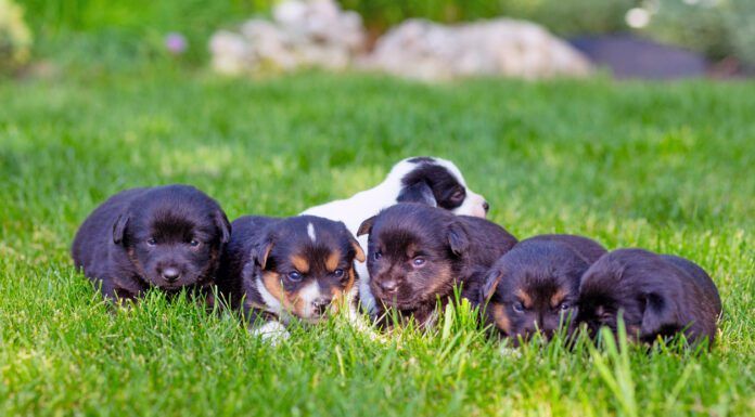 Coccidia in dogs is a parasites that is most frequently found in puppies like these surrounding their mother on a grassy lawn.