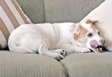Jack Russell dog licking lips on sofa.