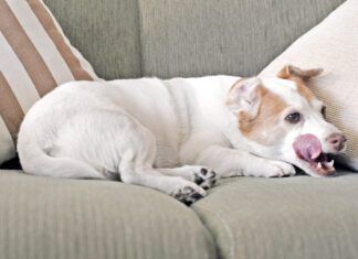 Jack Russell dog licking lips on sofa.