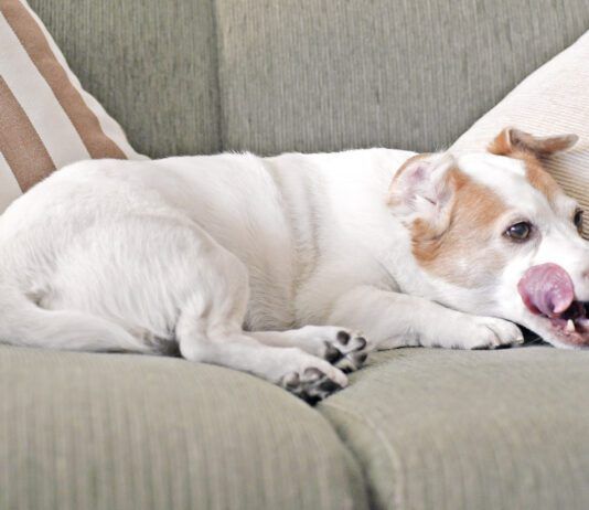 Jack Russell dog licking lips on sofa.