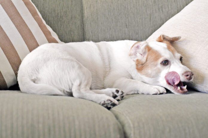 Jack Russell dog licking lips on sofa.