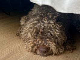 A shaggy gray dog sleeping, but not hiding, under the bed.