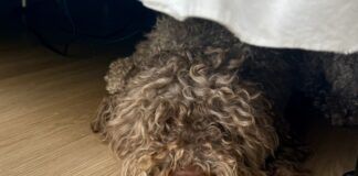 A shaggy gray dog sleeping, but not hiding, under the bed.