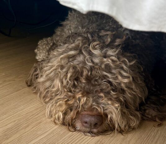 A shaggy gray dog sleeping, but not hiding, under the bed.