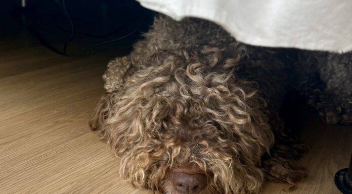 A shaggy gray dog sleeping, but not hiding, under the bed.
